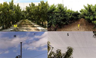 Innovative Soil Management and Micro-Climate Modulation for Saving Water in Peach Orchards